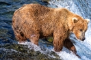 Salmon Fishing. Brooks Falls, AK