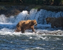 Brooks Falls, AK