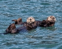 Sea Otters. Resurrection Bay, Alaska