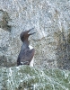 Common Murre