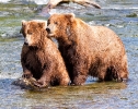 Brown Bears