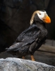 Tufted Puffin (Captive)
