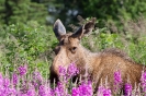 Moose
