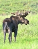 Moose