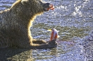 Salmon Fishing. Brooks Falls, AK