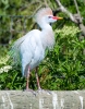 Cattle Egret in Mating Plumage
