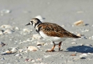 Semipalmated Plover