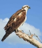 Osprey