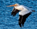 White Pelican