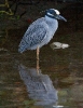 Yellow Crown Night Heron