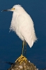 Snowy Egret