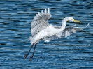 White Egret