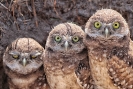 Burrowing Owls Cape Coral Florida