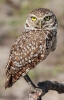 Burrowing Owl Cape Coral Florida