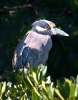 Yellow-Crown Night Heron