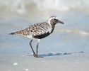 Black-Bellied Plover