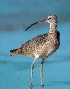 Long-Billed Curlew