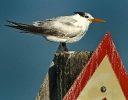 Royal Tern