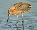 Reddish Egret