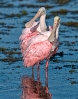 Spoonbills