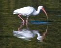 white Ibis