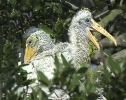 Woodstork Chicks