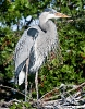 Great Blue Heron