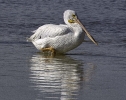 White Pelican