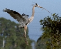 Great Blue Heron Nest Building