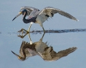 Birds of Sanibel