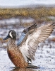 Blue-Winged Teal