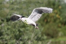 Black Crown Night Heron