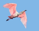 Spoonbill