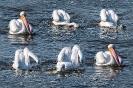 Ally Oop White Pelicans