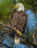 American Eagle