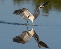 Tricolor Heron