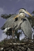 Great Blue Egrets...Nesting Pair