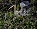 Great Blue Heron Nest Building