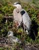 Great Blue Heron with Chick