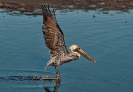 Brown Pelican