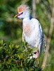 Cattle Egret in Mating Plumage