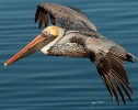 Brown Pelican