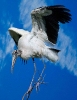 Woodstork 