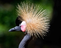 African Crane