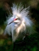 Snowy Egret in Mating Plumage