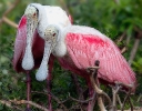 Spoonbills