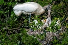 Woodstork & Chicks