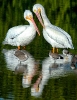 White Pelicans
