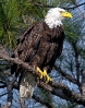 American Eagle