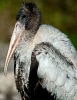 Immature Woodstork